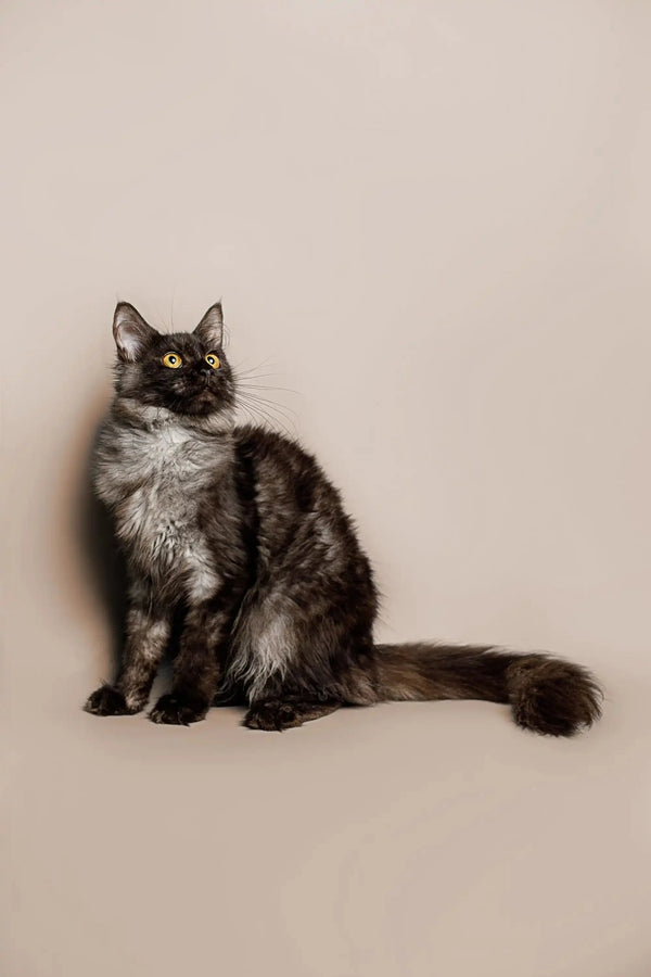 Long-haired Maine Coon kitten with dark fur and a white chest sitting upright