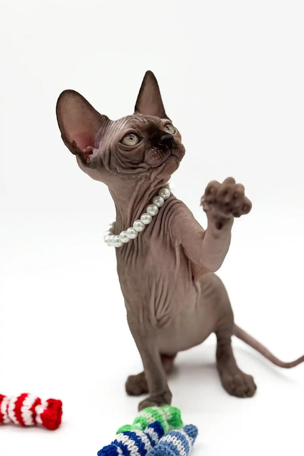 Pippa | canadian sphynx kitten