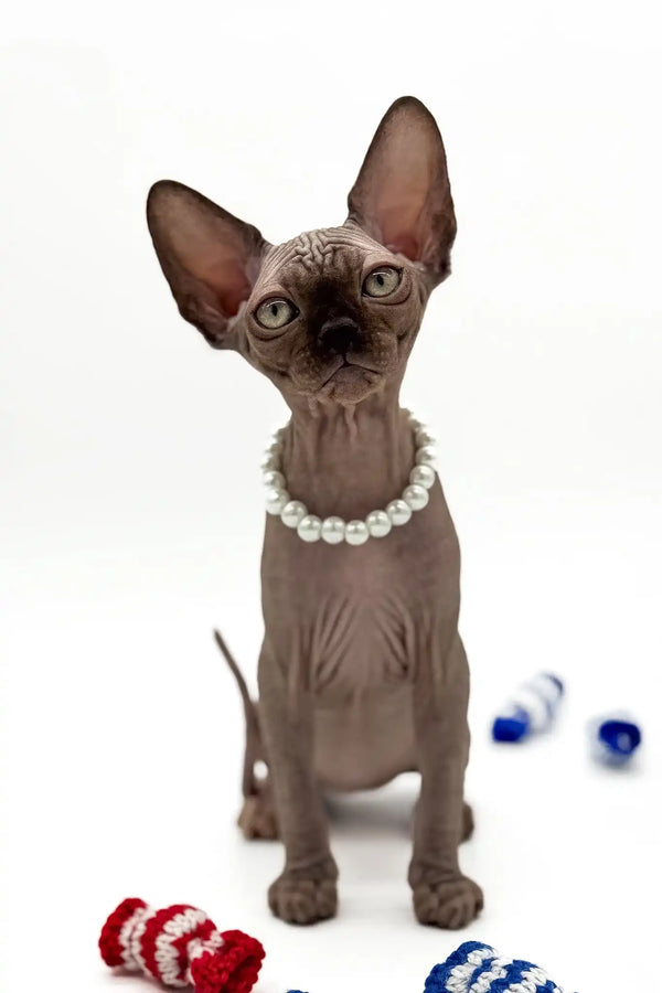 Pippa | canadian sphynx kitten