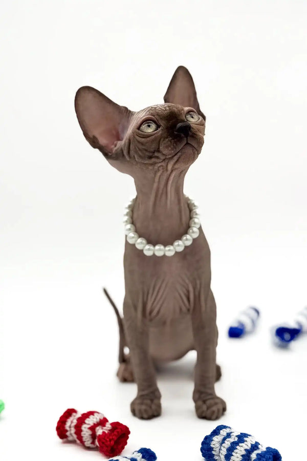 Pippa | canadian sphynx kitten