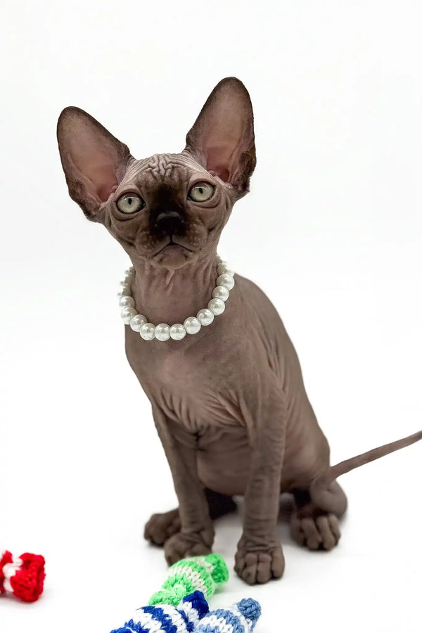 Pippa | canadian sphynx kitten