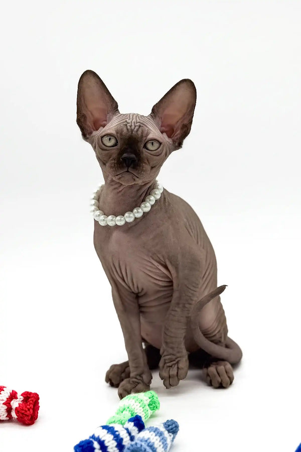 Pippa | canadian sphynx kitten