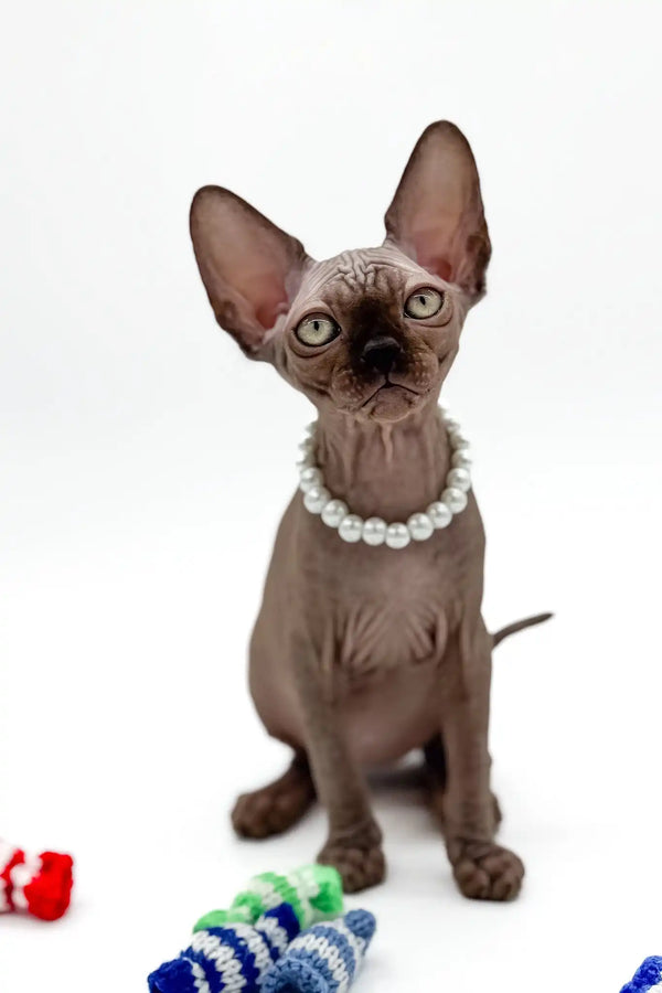 Pippa | canadian sphynx kitten