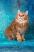 Pippilotta | kurilian bobtail longhair kitten