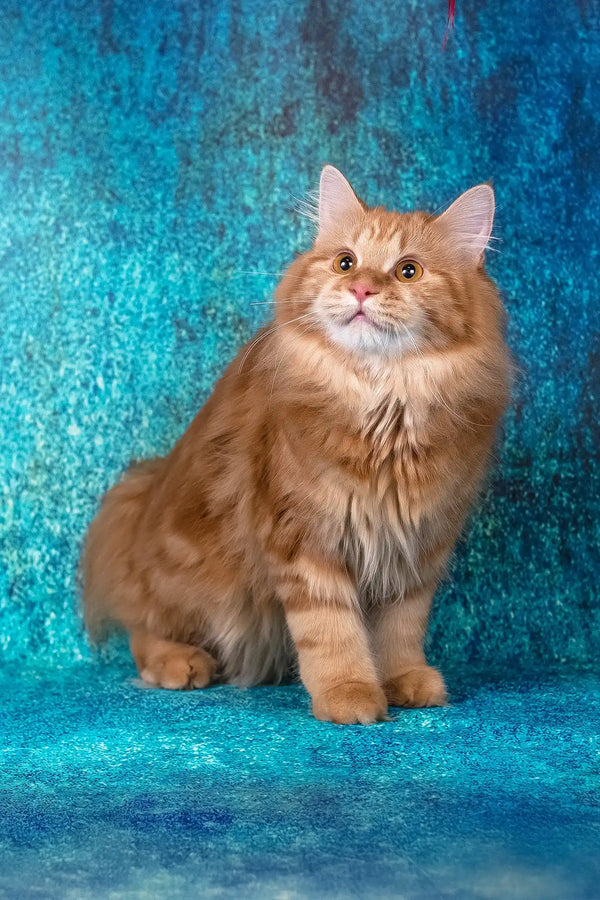 Pippilotta | kurilian bobtail longhair kitten