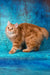 Pippilotta | kurilian bobtail longhair kitten