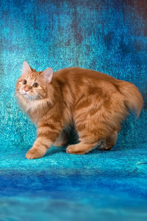 Pippilotta | kurilian bobtail longhair kitten
