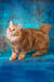 Pippilotta | kurilian bobtail longhair kitten