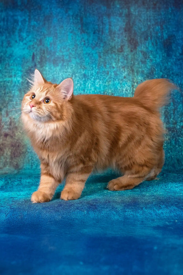 Pippilotta | kurilian bobtail longhair kitten