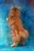 Pippilotta | kurilian bobtail longhair kitten