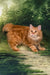 Pippilotta | kurilian bobtail longhair kitten