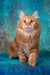Pippilotta | kurilian bobtail longhair kitten