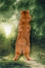 Pippilotta | kurilian bobtail longhair kitten
