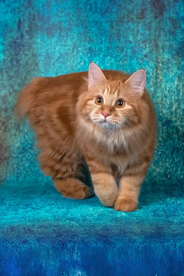 Pippilotta | kurilian bobtail longhair kitten