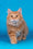 Pippilotta | Kurilian Bobtail Longhair Kitten
