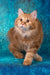 Pippilotta | kurilian bobtail longhair kitten