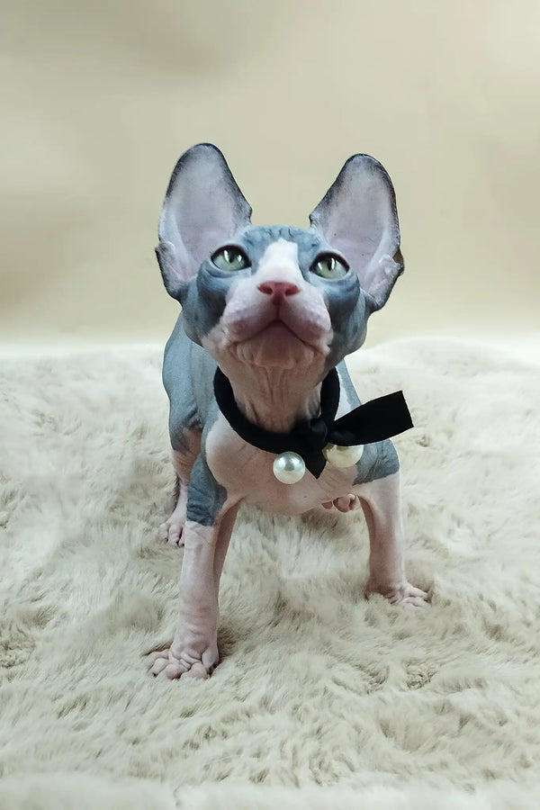 Pippo | canadian sphynx kitten