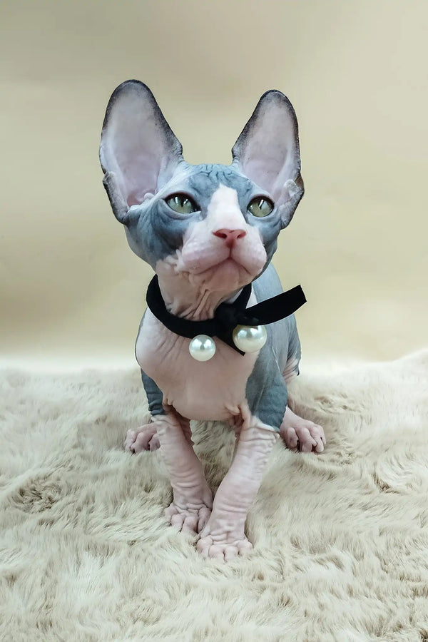 Pippo | canadian sphynx kitten