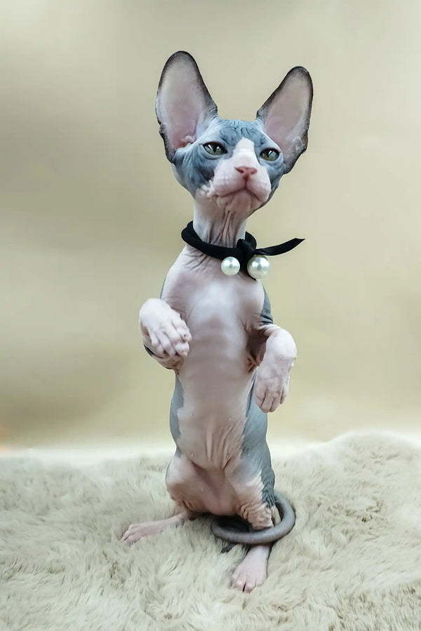 Pippo | canadian sphynx kitten