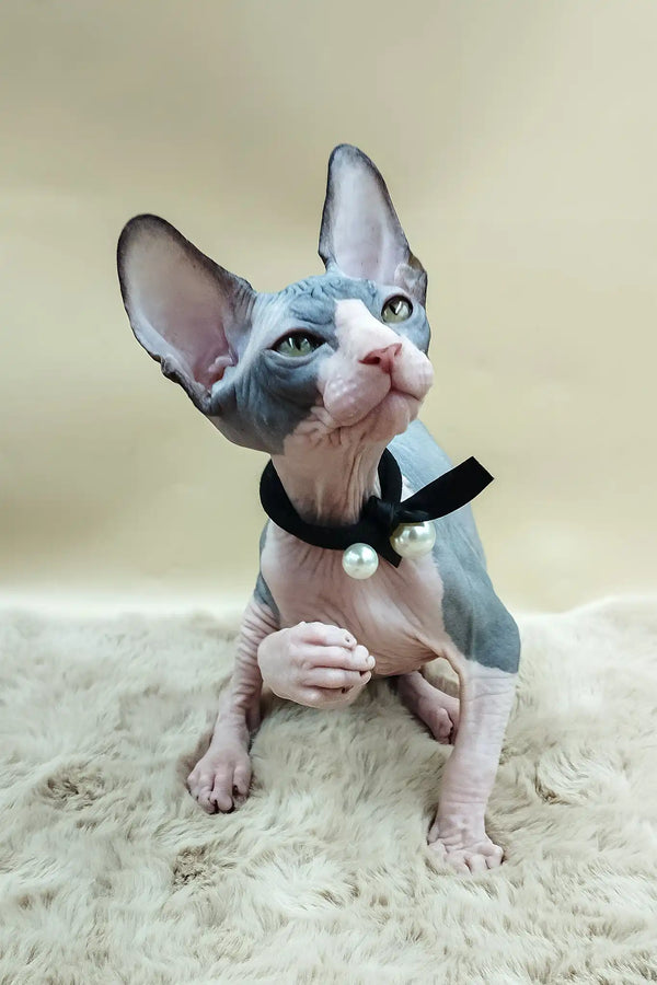 Pippo | canadian sphynx kitten