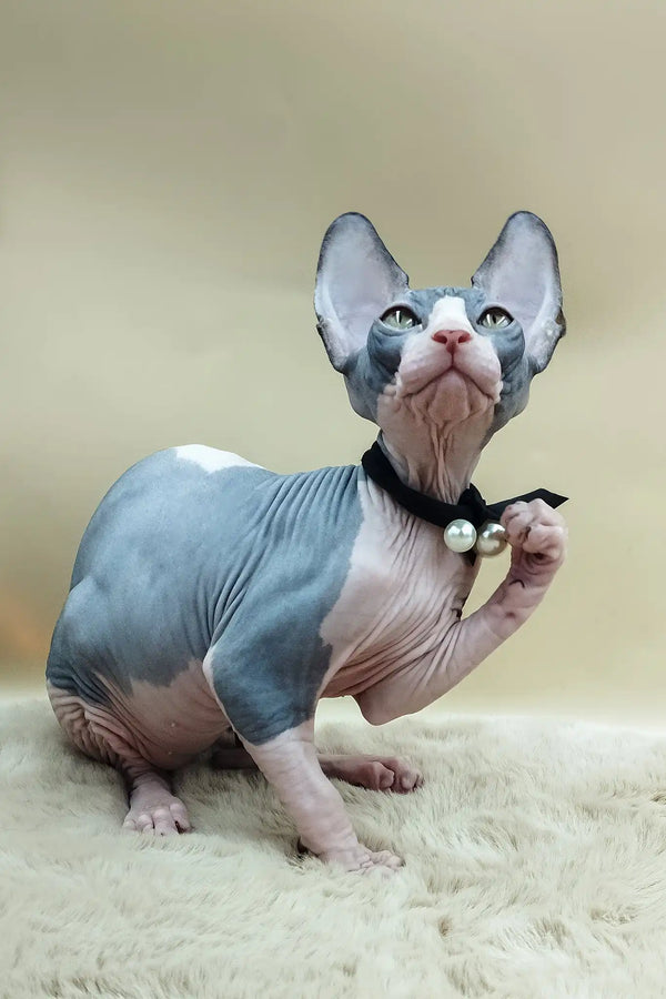 Pippo | canadian sphynx kitten
