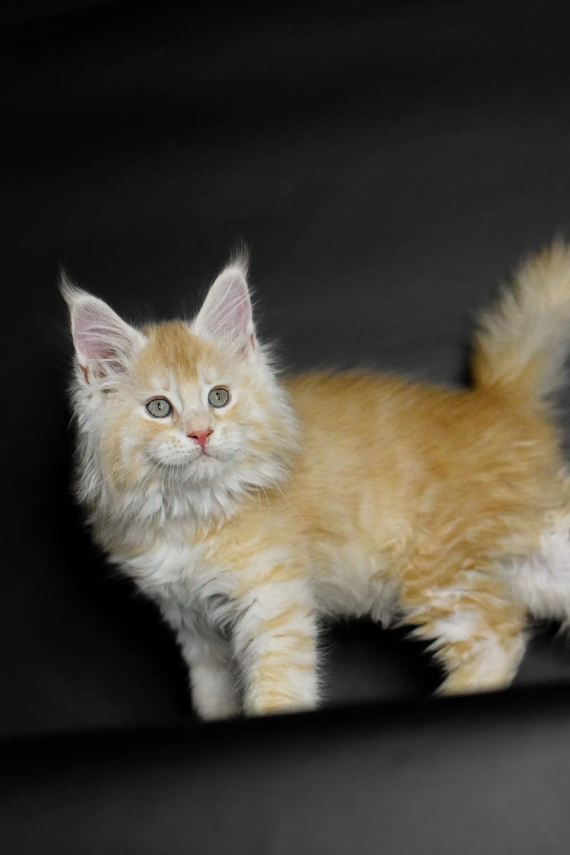 Maine Coon Kittens for Sale Piru | Kitten