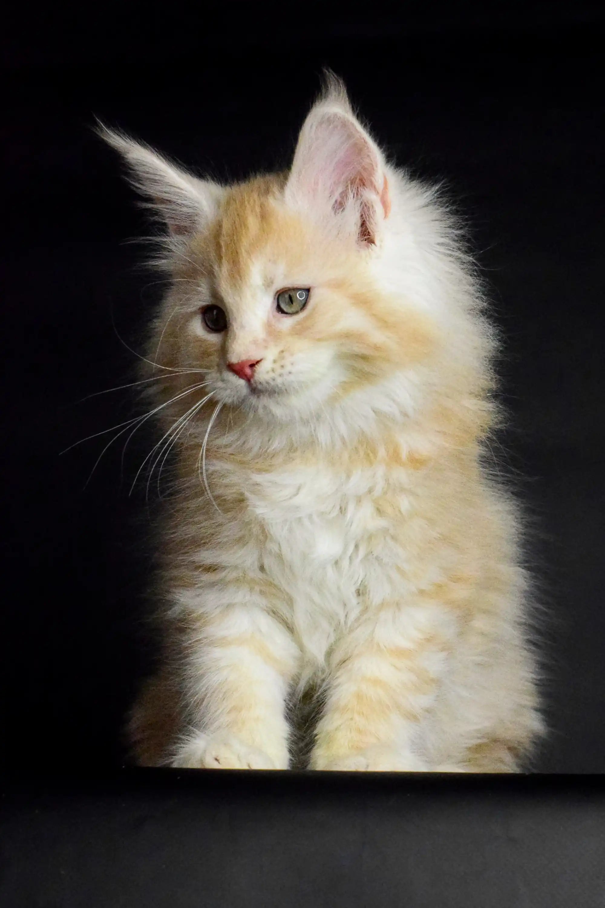 Maine Coon Kittens for Sale Piru | Kitten