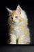 Fluffy cream Maine Coon kitten with alert eyes and pointed ears, perfect for your home