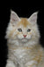 Fluffy Maine Coon kitten with big ears and bright eyes, perfect for your home