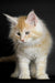 Fluffy orange and white Maine Coon kitten with bright eyes and long fur