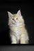 Fluffy cream Maine Coon kitten with big ears and green eyes, perfect for your home