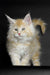 Fluffy cream and orange Maine Coon kitten with bright eyes and perky ears