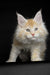 Fluffy Maine Coon kitten Piru with orange and white fur and bright green eyes