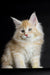 Fluffy cream and orange Maine Coon kitten with alert eyes and pointed ears