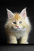 Fluffy cream-colored Maine Coon kitten with bright eyes and pointed ears