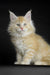 Fluffy cream Maine Coon kitten with alert eyes and pointed ears, perfect for cuddles