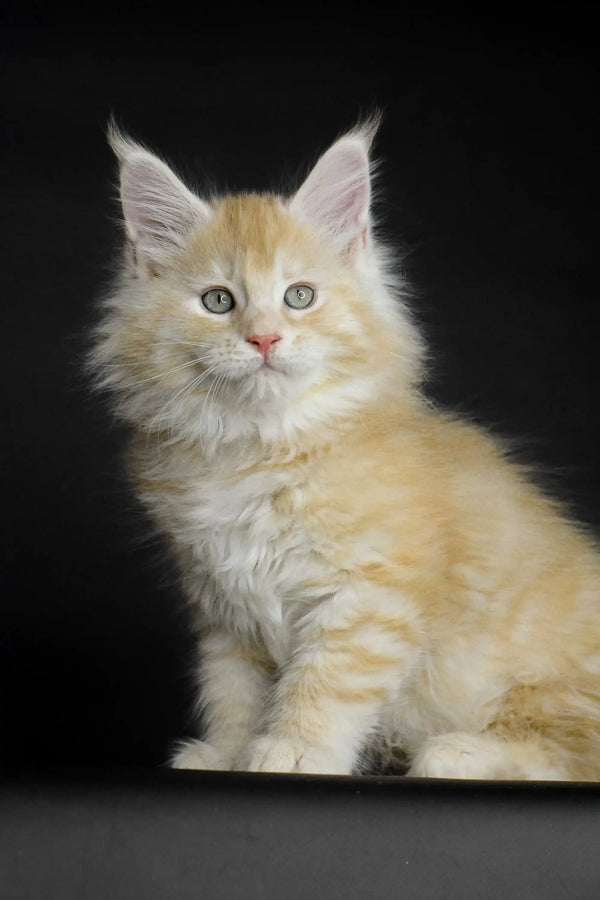 Fluffy cream Maine Coon kitten with alert eyes and pointed ears, perfect for cuddles
