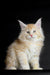 Fluffy cream Maine Coon kitten with pointed ears and alert eyes named Piru