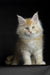 Fluffy cream-colored Maine Coon kitten with alert eyes and pointed ears