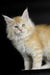 Fluffy cream-colored Maine Coon kitten with long fur and alert eyes, Piru