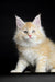 Fluffy cream-colored Maine Coon kitten with alert green eyes and pointed ears