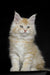 Fluffy cream-colored Maine Coon kitten with big ears and bright, alert eyes