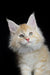 Fluffy cream Maine Coon kitten with big ears and bright eyes, perfect for your home