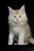 Fluffy cream and white Maine Coon kitten Piru with big ears and bright eyes