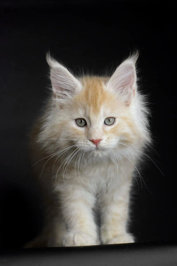 Fluffy Maine Coon kitten with cream fur and alert green eyes, perfect for cuddles