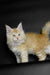 Fluffy orange and white Maine Coon kitten with bright eyes and a bushy tail