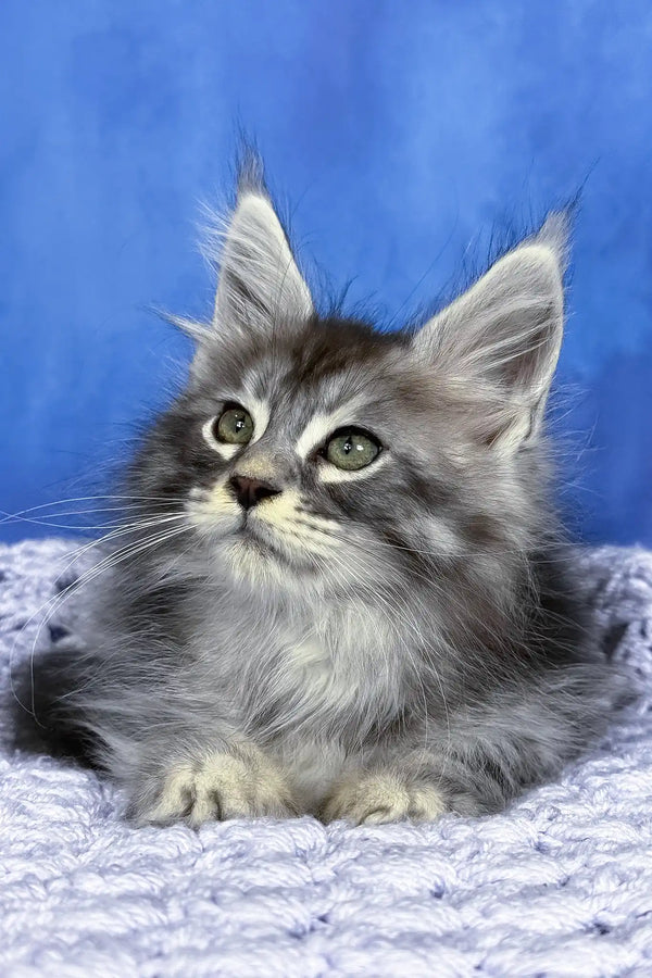 Pixel | maine coon kitten
