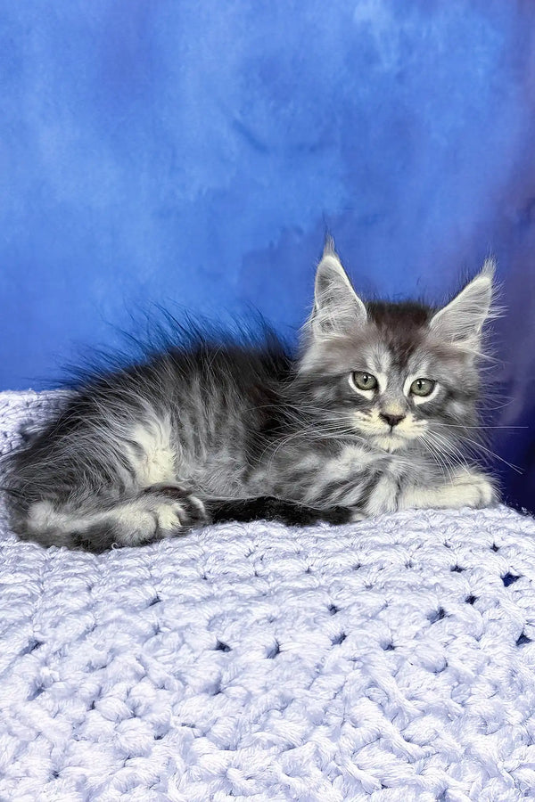 Pixel | maine coon kitten