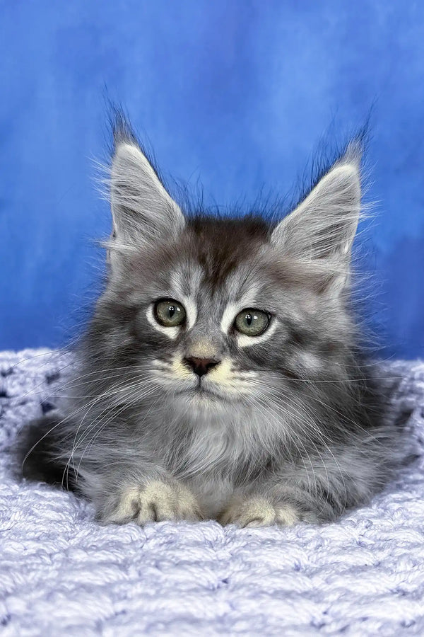 Pixel | maine coon kitten