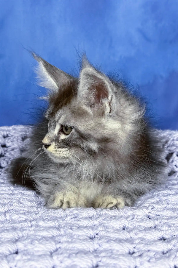 Pixel | maine coon kitten